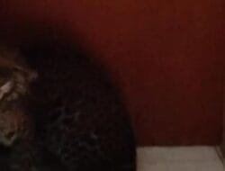 Macan Tutul Hebohkan Bandung, Terobos Hotel! Lembang Park & Zoo Tegaskan Bukan Satwanya