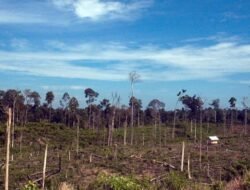 Tantangan dan Solusi dalam Pengawasan serta Pengendalian Kawasan Hutan di Indonesia