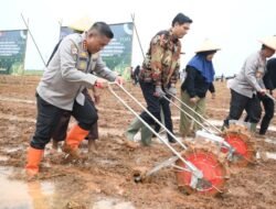 Pemkab Indramayu–Polri–FKDB Tanam Jagung Perdana di Sindang: Dorong Ketahanan Pangan dan Kesejahteraan Petani