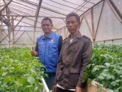Produksi Bibit Kentang Mandiri Jadi Harapan Baru Petani Cigedug